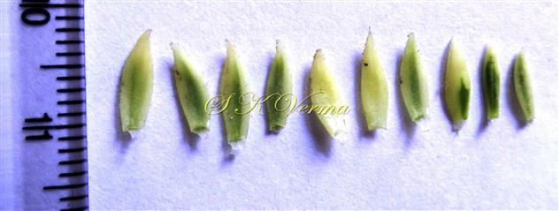  Calycular Bracts
